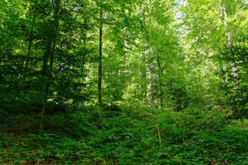 Fototapeta na wymiar Wald aus Rotbuche, Schellerhau, Sachsen, Deutschland