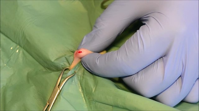 Male cat orchiectomy, cat castration