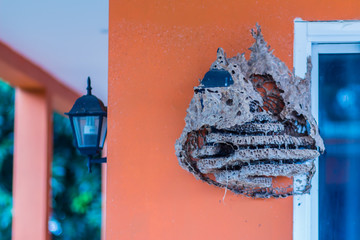 Dangerous wasp nest in the house window. The wasps construct their nests using some form of plant...