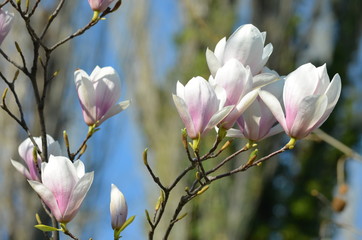 Group of white magnolia flowers on branches, with blurred background, in a garden in a sunny spring day
