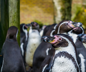 humboldt penguin in close up with a large colony of penguins in the background, Threatened bird with vulnerable status