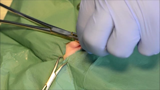 Male cat orchiectomy, cat castration