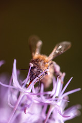Bee collecting nectar on purple alum garlic flower. macro close-up. selective focus shot with shallow DOF
