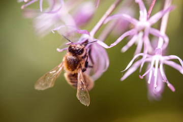 Bee collecting nectar on purple alum garlic flower. macro close-up. selective focus shot with shallow DOF