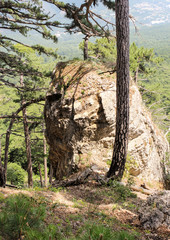 The rock between the trees.