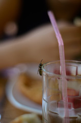 the wasp brought a glass of lemonade