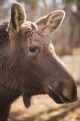 Closeup of the head of an elk with brown fur in the forest reserve. A huge elk with big kind eyes is waiting for visitors.