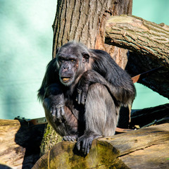 A Chimpanzee (Pan Troglodytes) in A Zoo Enclosure