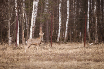 Young roe deer walks through the reserve, against the background of a fence and forest