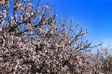 Almond trees in bloom under blue sky