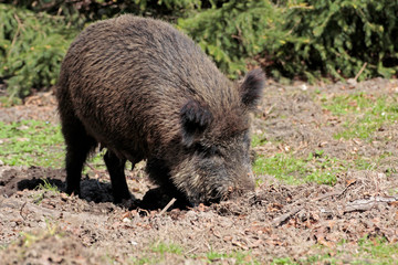 Wildschwein gräbt