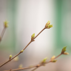 Closeup of buds on tree branches swelling in anticipation of spring. The spring sun nourishes the tender leaves, buds and branches of trees in the city park.