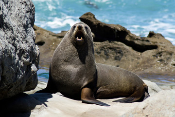 Wild animals in nature/wildlife concept. Portrait of  cute seal  laying/sitting on rock by the sea on the beach. Animal in natural environment. Kaikoura, New Zealand, South Island