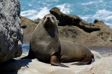 Wild animals in nature/wildlife concept. Portrait of  cute seal  laying/sitting on rock by the sea on the beach. Animal in natural environment. Kaikoura, New Zealand, South Island