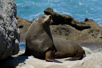 Fototapeta premium Wild animals in nature/wildlife concept. Portrait of cute seal laying/sitting on rock by the sea on the beach. Animal in natural environment. Kaikoura, New Zealand, South Island