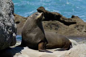 Wild animals in nature/wildlife concept. Portrait of  cute seal  laying/sitting on rock by the sea on the beach. Animal in natural environment. Kaikoura, New Zealand, South Island