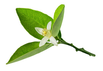 Green citrus leaf with a flower isolated on white background with clipping path