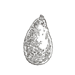 Avocado. Hand drawn illustrations. Tropical summer fruit engraved style illustration.