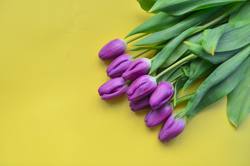 Fresh purple buds of tulips on a bright yellow background. Contrast. postcard image of March 8, mother's day, daughter's day, valentine's day, cute colorful fluffy pompons