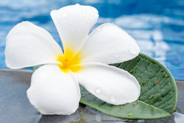 Fototapeta na wymiar Tropical plumeria flowers frangipani near a water pool