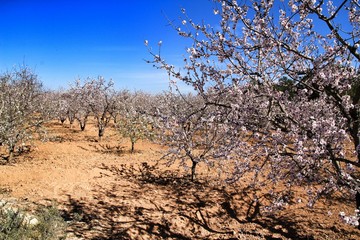 Almond trees in bloom under blue sky