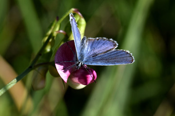 Blue butterfly with spread wings on a pink flower