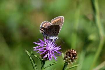Brown and orange butterfly preparing to take off a violet flower