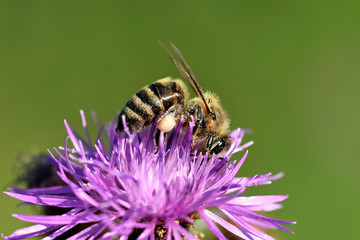 Macro photo of a honeybee pollinating a pink flower