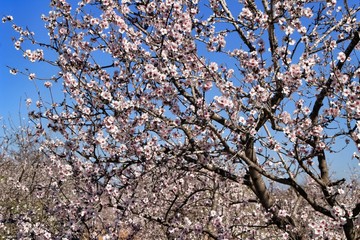 Almond trees in bloom under blue sky