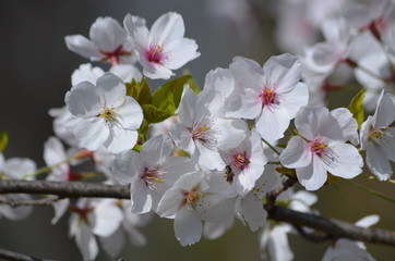 Close up of white cherry tree flowers and a small little bee, spring flowers in a garden in a sunny day