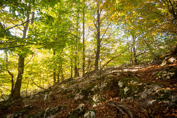 Fototapeta na wymiar Trees in autumn season background. Autumn lansdscape