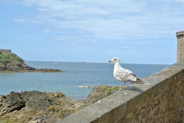 Fototapeta na wymiar Seagull portrait on warm sea background