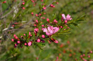 Pink flowers and blossoms on branches with blurred green background