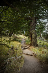 Road to the valley