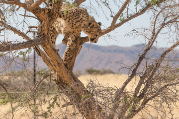 Fototapeta na wymiar Cheetah in a tree (Acinonyx jubatus)