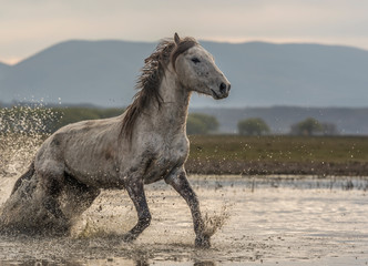 the old horses run out of lake, freedom