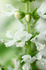 White basil flowers.