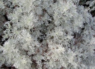 Artemisia Schmidtiana or Silver Mound used as groundcover