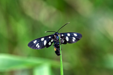 Black insect with white dots clinging on to a strand of grass