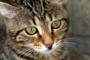 Naklejka na ściany i meble Macro photo of a green-eyed striped cat looking past the camera lens into the distance