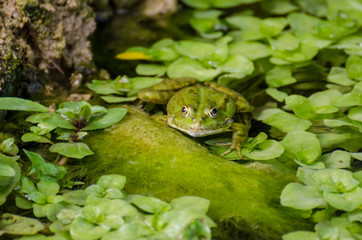 frog in pond