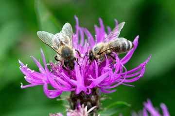 Macro shot of two honeybees on same pink flower