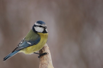 Blue tit