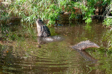 Male Alligator bellowing