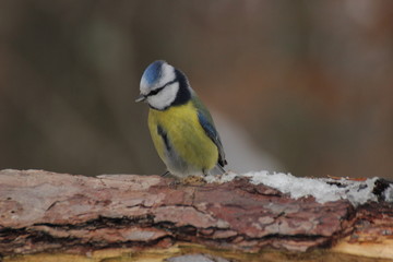 Fototapeta premium Blue tit
