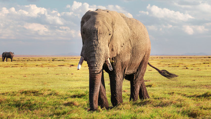 Naklejka na ściany i meble African bush elephant ( Loxodonta africana ) walking in low grass on savanna.