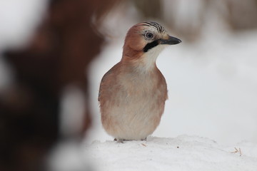 Jay