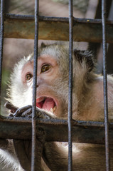 Small monkey in a cage