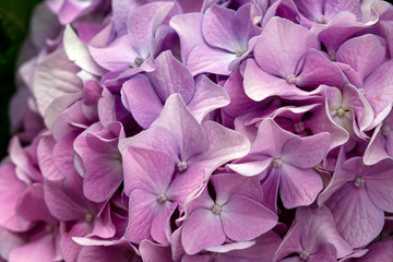 Closeup of beautiful pink flower Hydrangea macrophylla