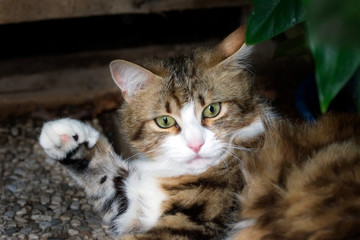 White and brown striped cat raising its paw